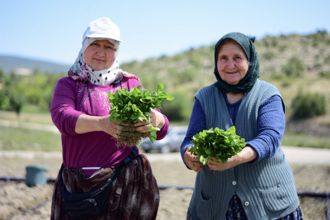 4 Yıl Önce Tescillenmişti! Dikimine Başlandı, Hasat Sonbaharda 5